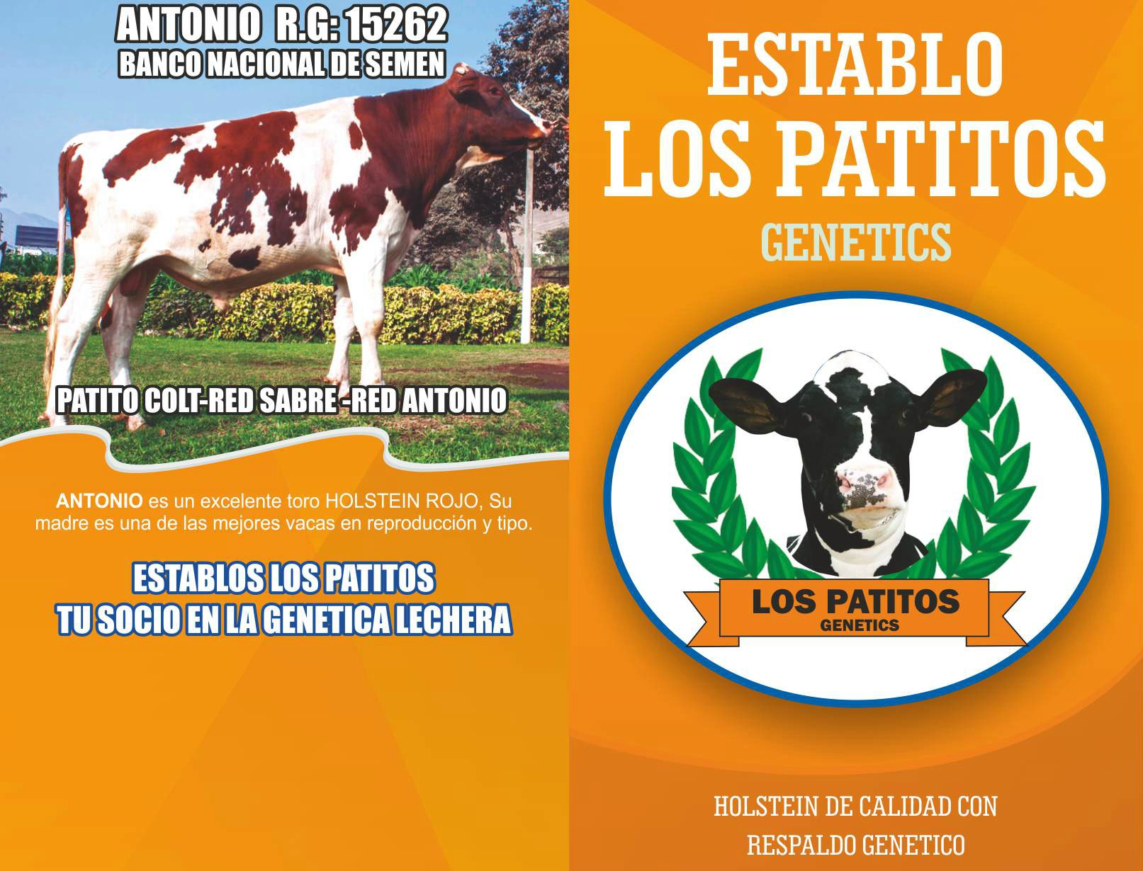 Un Toro Holstein Rojo de Excelente Genética en el Perú - Antonio RG:15262 (Venta de Semen)